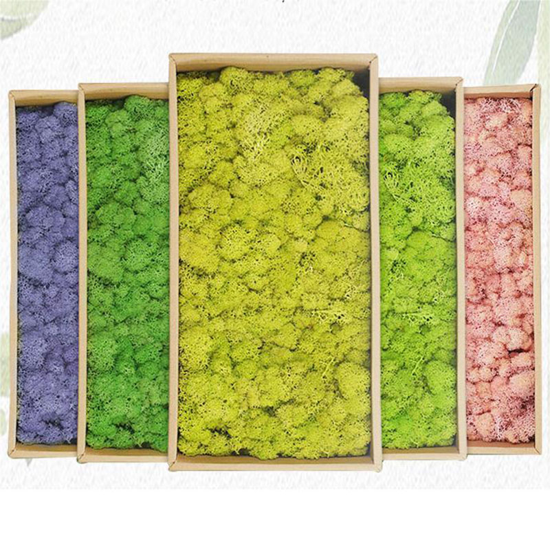 Terrarium Moss Art - 20g Artificial Green Plants Eternal Life