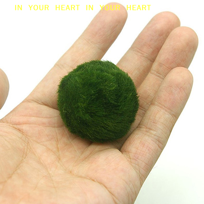 【X】3-4cm Marimo Moss Balls Liv - огляд і ціна Terrarium Moss Art