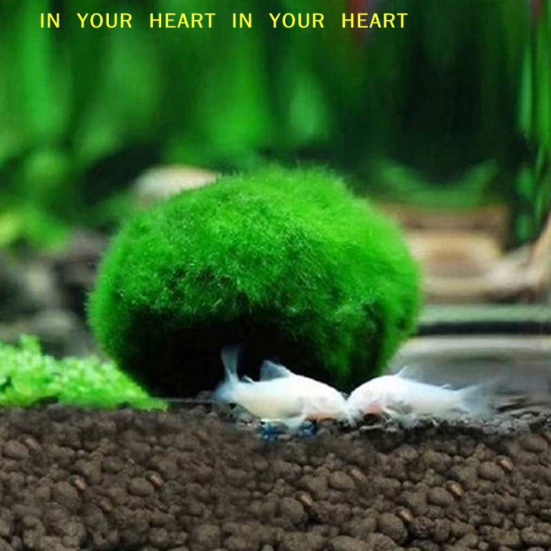 【X】3-4cm Marimo Moss Balls Liv - огляд і ціна Terrarium Moss Art