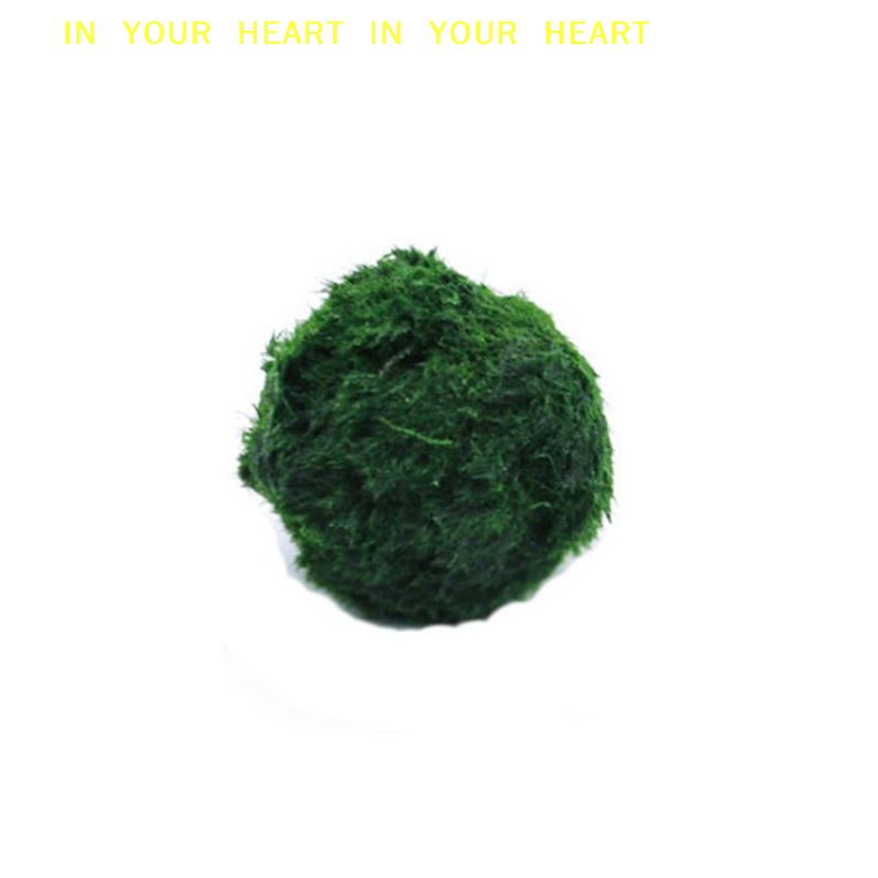 【X】3-4cm Marimo Moss Balls Liv - огляд і ціна Terrarium Moss Art